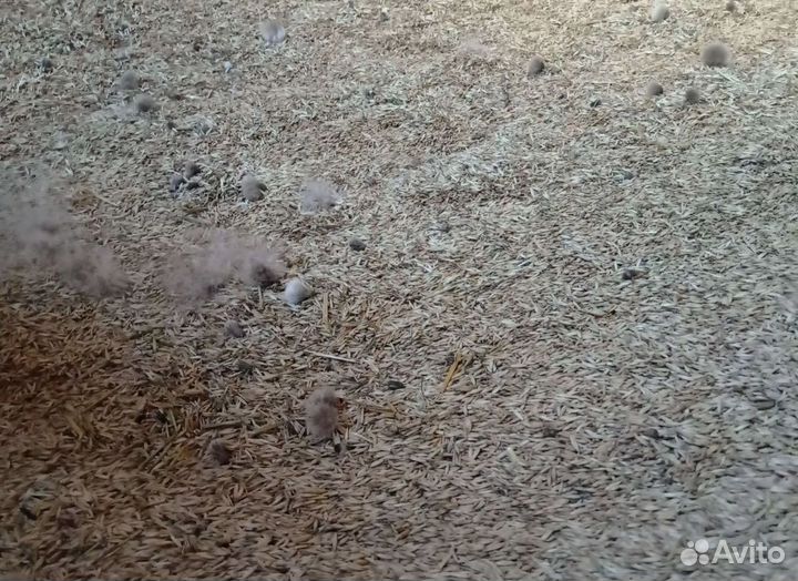 Рожь яровая, Соя корма