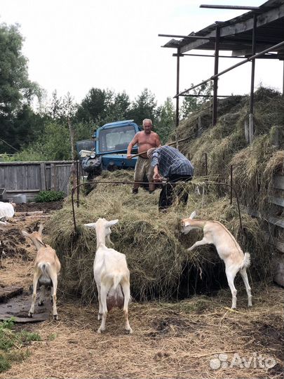 Коза, козлята, козлик