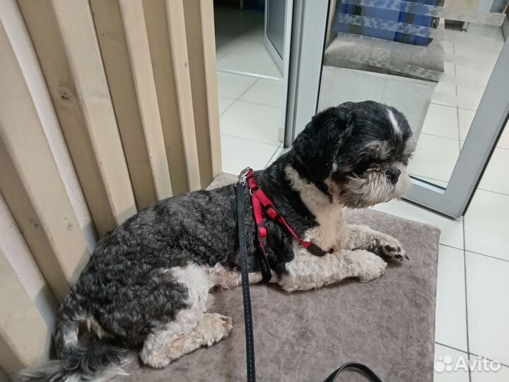 Ши-тцу вязка