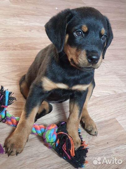 Ротвейлер щенки