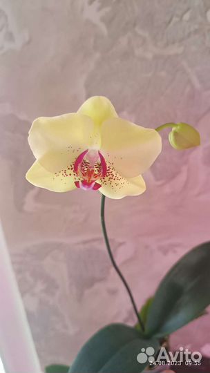 Орхидея фаленопсис азиат