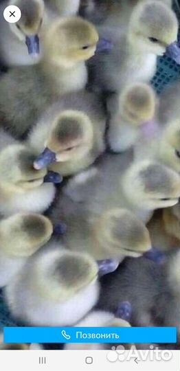 Гусята, утята, индюшата