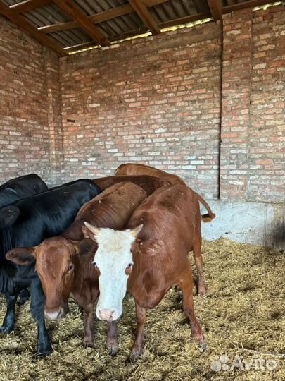 Телки откормачные