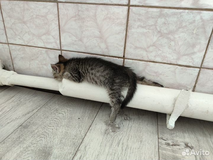 Кошечка, 2 мес