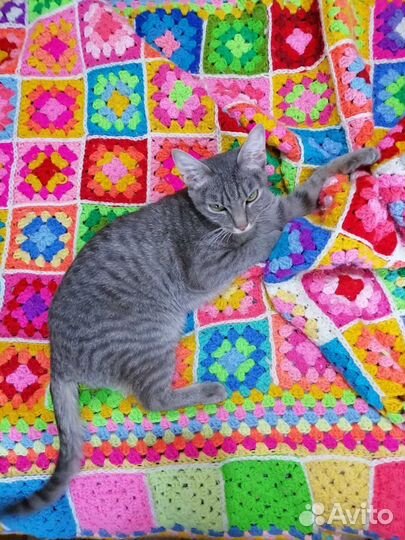 Соня ищет дом