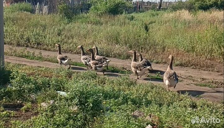 Гуси возраст 1 год