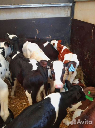 Телята. Доставка