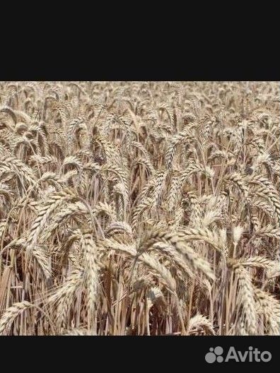 Пшеница 12,5%