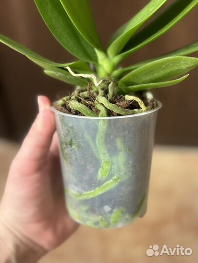 Орхидея фаленопсис