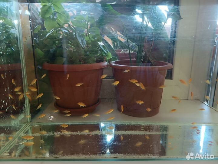 Цихлиды еллоу