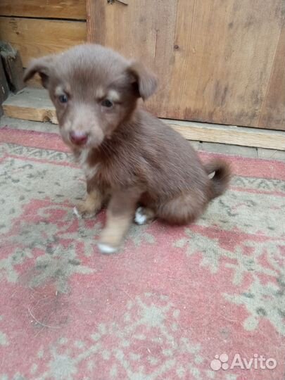 Собаки беспла