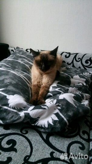 Передержка котов кошек