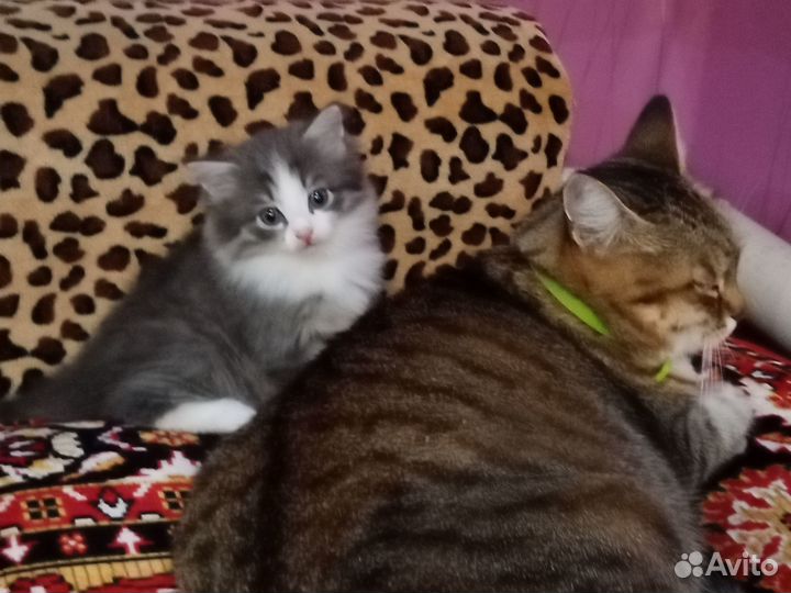 Отдам в добрые руки