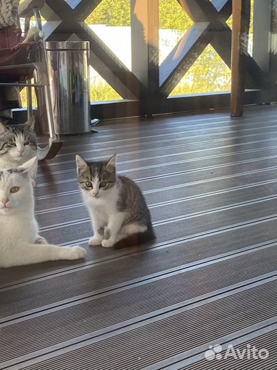 Котик в дар бесплатно