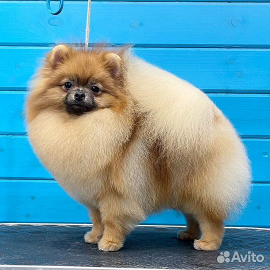 Профессиональный груминг собак