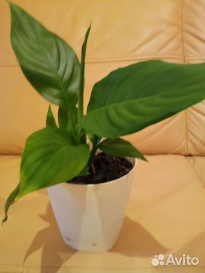 Спатифиллум