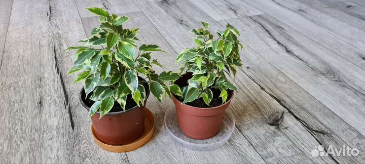 Фикус мелколистный тинеке