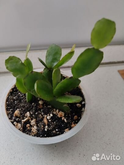 Рипсалидопсис