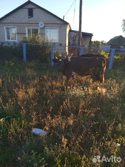 Корова дойная