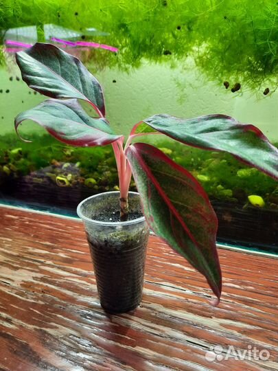 Аглонема крит