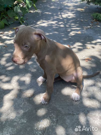 Собака питбуль