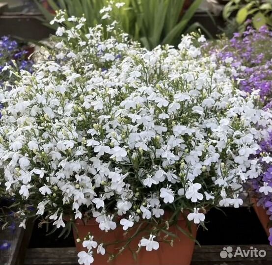 Лобелия рассада