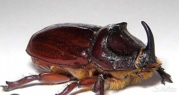 Жук носорог