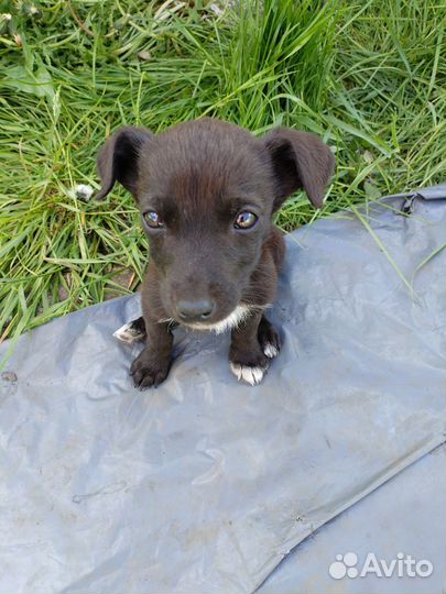 Щенки в добрые руки