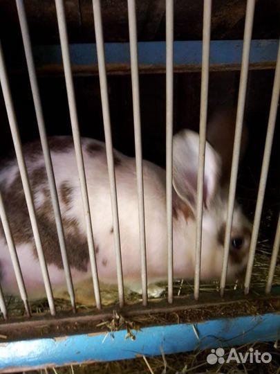 Кролики домашние