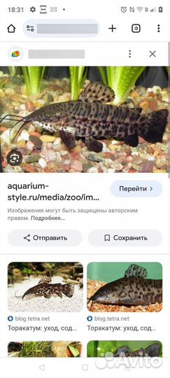Сомы,таракатумы и семейства анциструсы