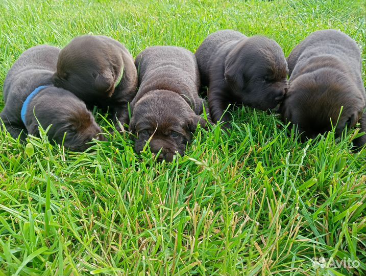 Щенки лабрадора шоколадные