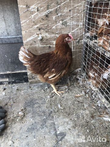 Куры молодки несушки оптом от 20 шт