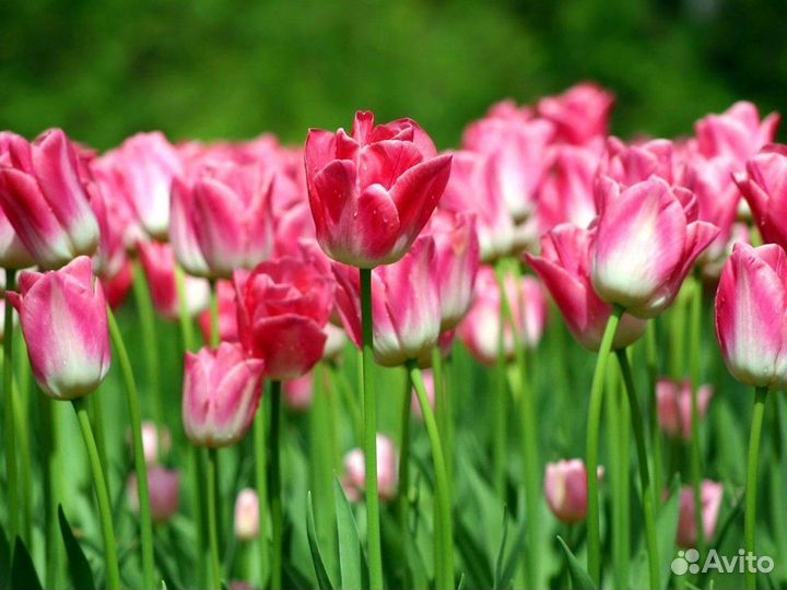 Тюльпаны оптом с юга России
