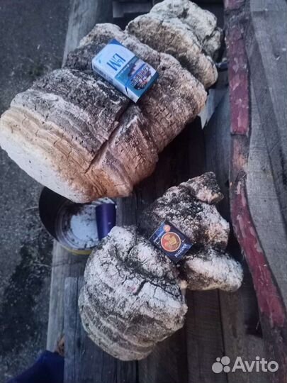 Агарикус (лиственничный гриб)