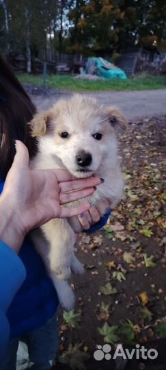 Отдам в добрые руки