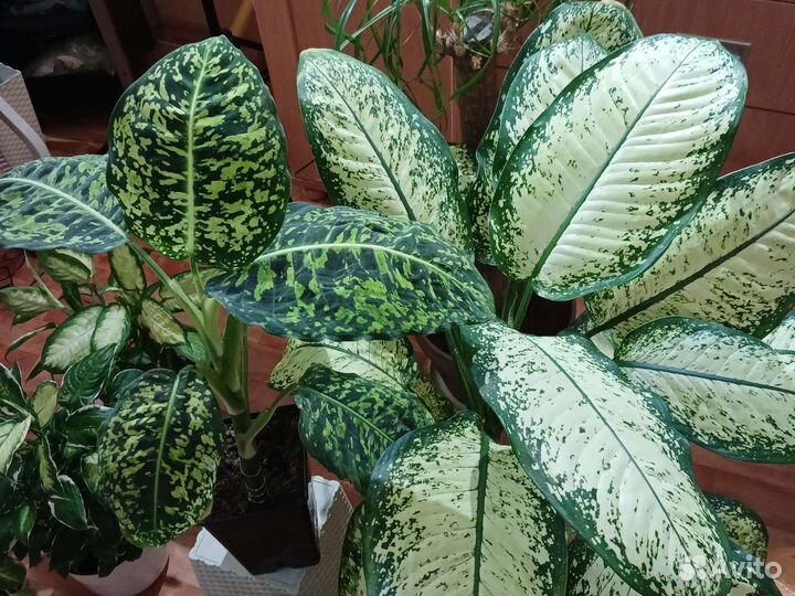 Диффенбахия