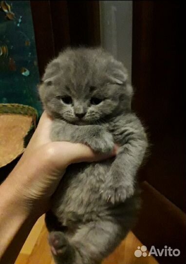 Шотландские котята