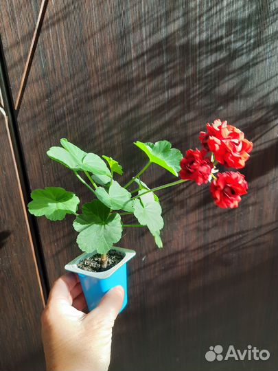 Хлорофитум, пеларгония