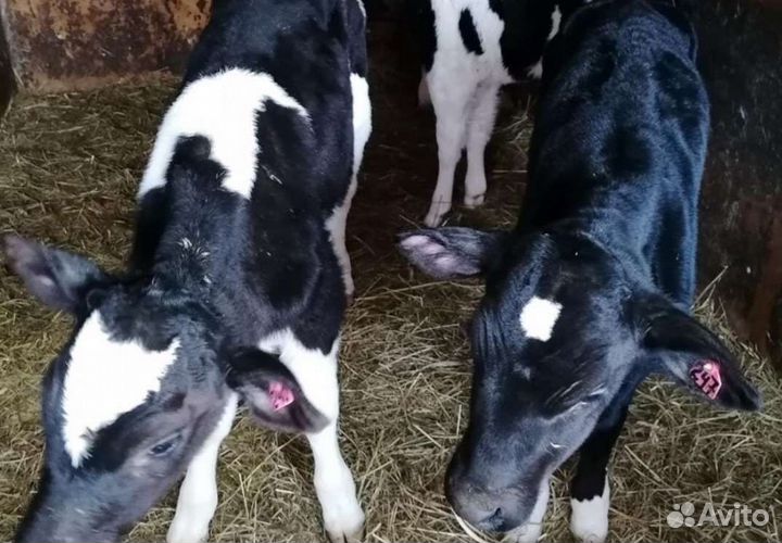 Бычки на откорм