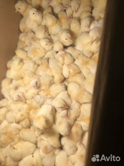 Цыплята бройлеры росс 308
