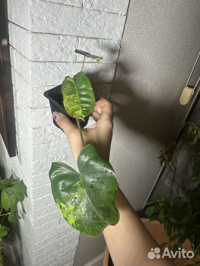 Филодендрон вариегатный