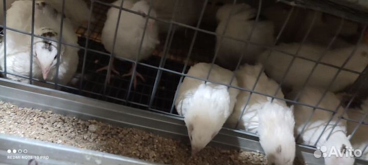 Перепела продажа, мальчики, девочки