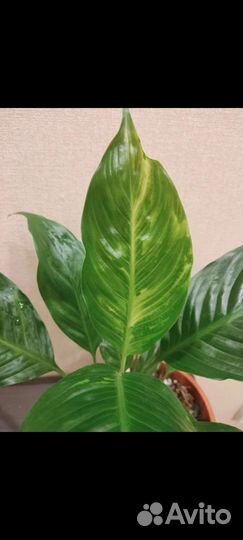 Спатифиллум Мун шадоу, Гаити