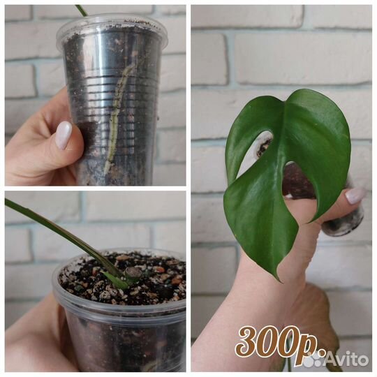 Рафидофора Тетрасперма и Рафидофора Декурсива