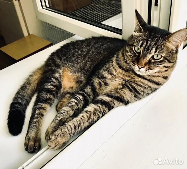 Кот Вася