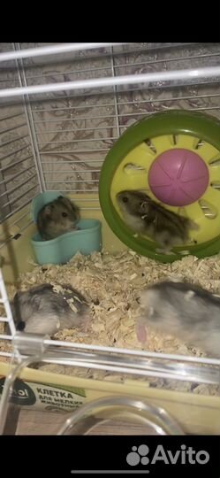 Джунгарский хомяк бесплатно