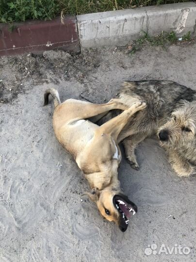 Собака в добрые руки отдам бесплатно