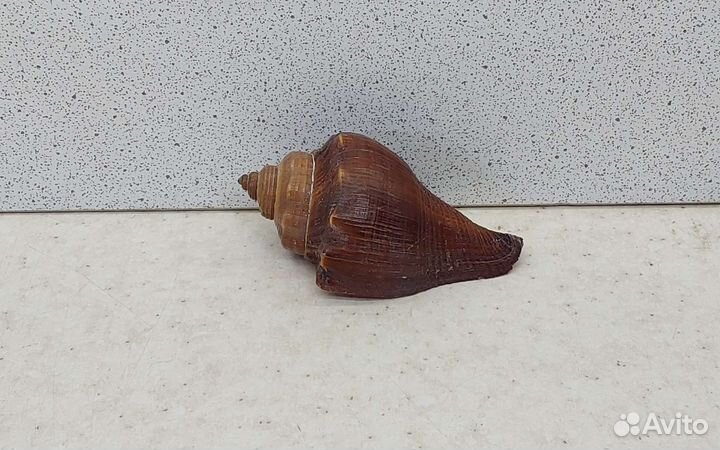 Ракушка раковина морская 5,8 коричневая