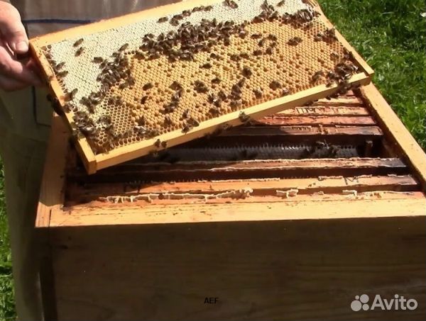 Мед 24 года из Алтая опт