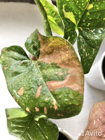 Сингониумы сортовые